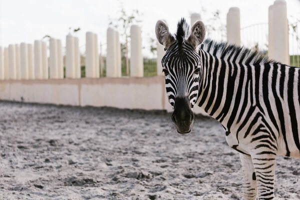крупным планом зебры, пасущейся на земле в загоне в зоопарке
