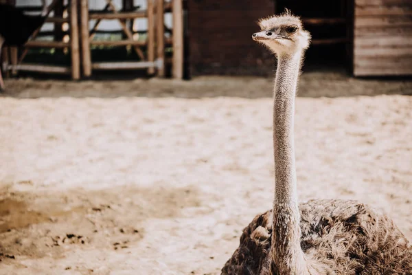 Nahaufnahme Eines Straußes Der Gehege Unter Sonnenlicht Zoo Steht — kostenloses Stockfoto