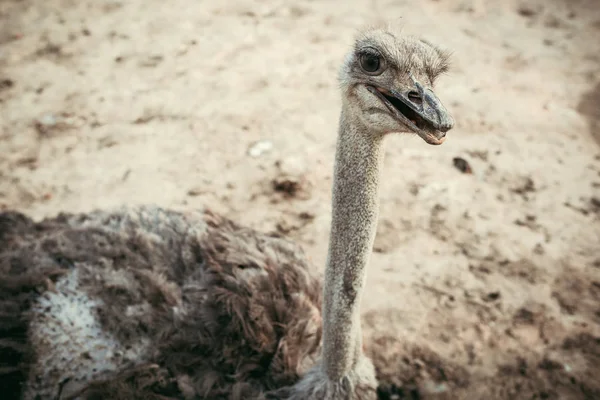 Pohled Vysokého Úhlu Pštros Stojící Zem Zoo — Stock fotografie zdarma