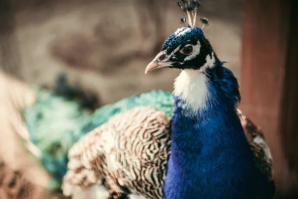 Närbild Bild Peacock Står Suddig Bakgrund — Stockfoto