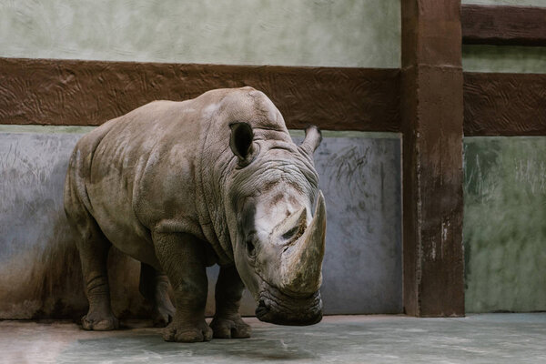 front view of endangered white rhino standing at zoo 