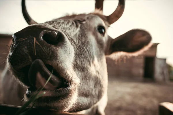 Bliska Strzał Pyska Krowy Niewyraźne Tło Zoo — Zdjęcie stockowe