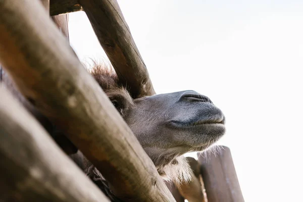 Low Angle View Camel Muzzle Wooden Fence Zoo — Free Stock Photo