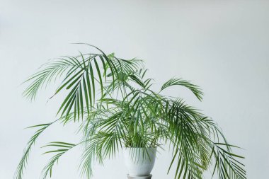 palm with green leaves in pot isolated on grey background clipart
