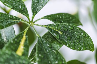 schefflera yeşil yaprakların görünümü kapatın ve arka plan üzerinde bulanık su damlaları 
