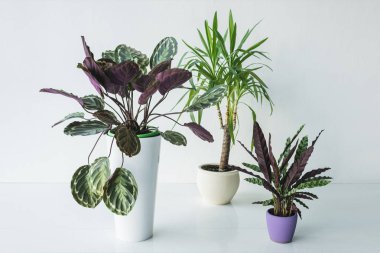 calathea plants and palm in pots isolated on grey background clipart