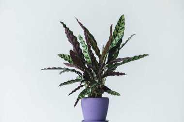 gri arka plan üzerinde izole tencerede Calathea lancifolia 