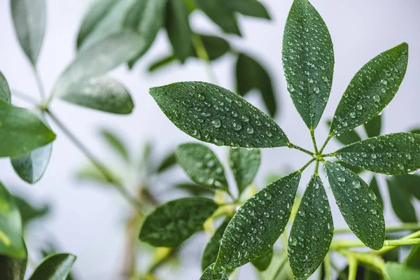 close up view of schefflera leaves with water drops on blurred background 