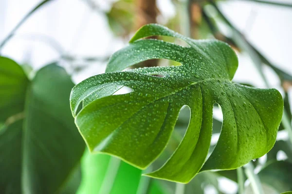 selective focus of green leaf with water drops on blurred background 