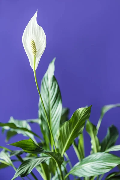 Close Van Witte Spathiphyllum Met Groene Bladeren Geïsoleerd Paarse Achtergrond — Stockfoto