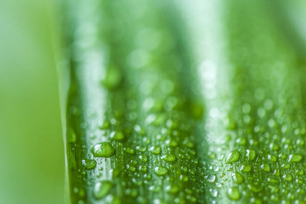 close up view of green leaf with water drops on blurred background 