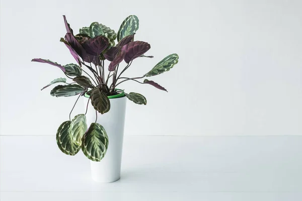 Calathea Pot Avec Des Feuilles Colorées Isolées Sur Fond Gris — Photo