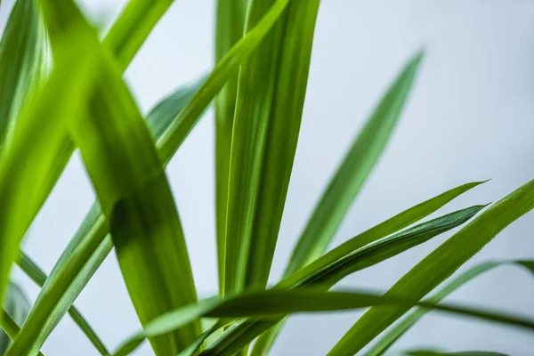 Close View Green Leaves Isolated Grey Background — Free Stock Photo