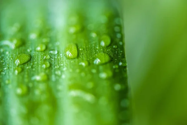 Vista Cerca Hoja Verde Con Gotas Agua Sobre Fondo Borroso —  Fotos de Stock