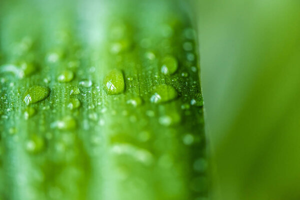 close up view of green leaf with water drops on blurred background 