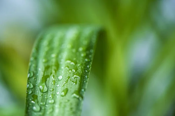 Nahaufnahme Des Grünen Blattes Mit Wassertropfen Auf Verschwommenem Hintergrund — Stockfoto