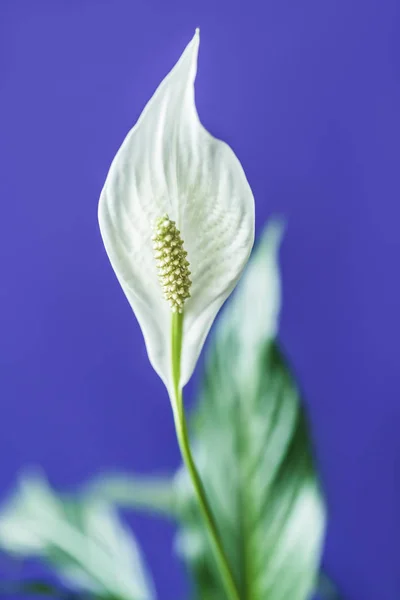 Selektiver Fokus Der Spathiphyllum Blume Auf Violettem Hintergrund — Stockfoto