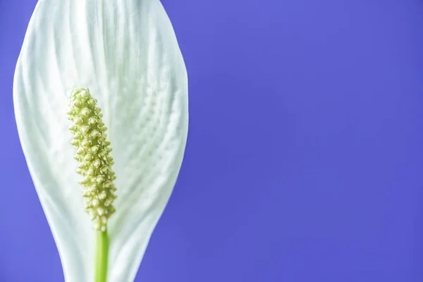 Nahaufnahme Der Spathiphyllum Blume Isoliert Auf Violettem Hintergrund — Stockfoto