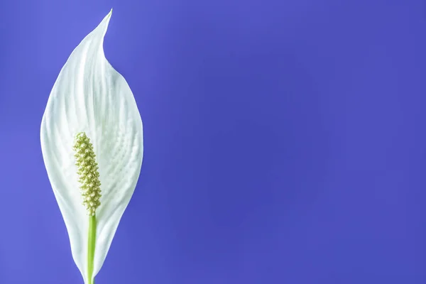 Vista Cerca Flor Spathiphyllum Blanco Aislado Sobre Fondo Púrpura —  Fotos de Stock