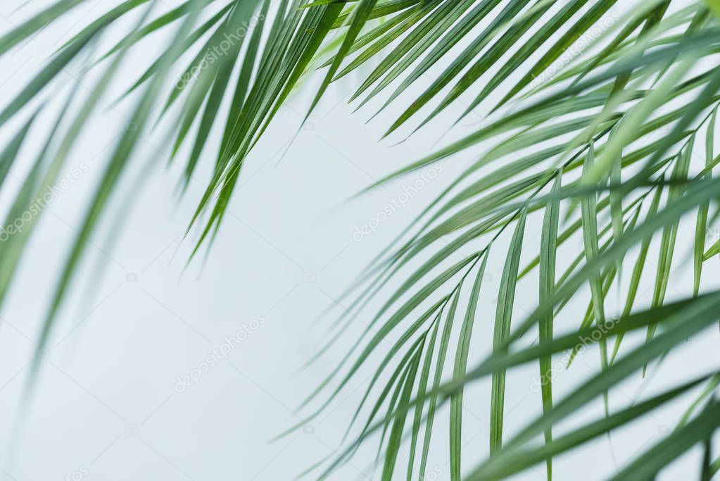 close up view of palm leaves isolated on grey background 