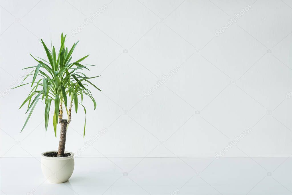 palm with green leaves in pot on grey background, minimalistic concept
