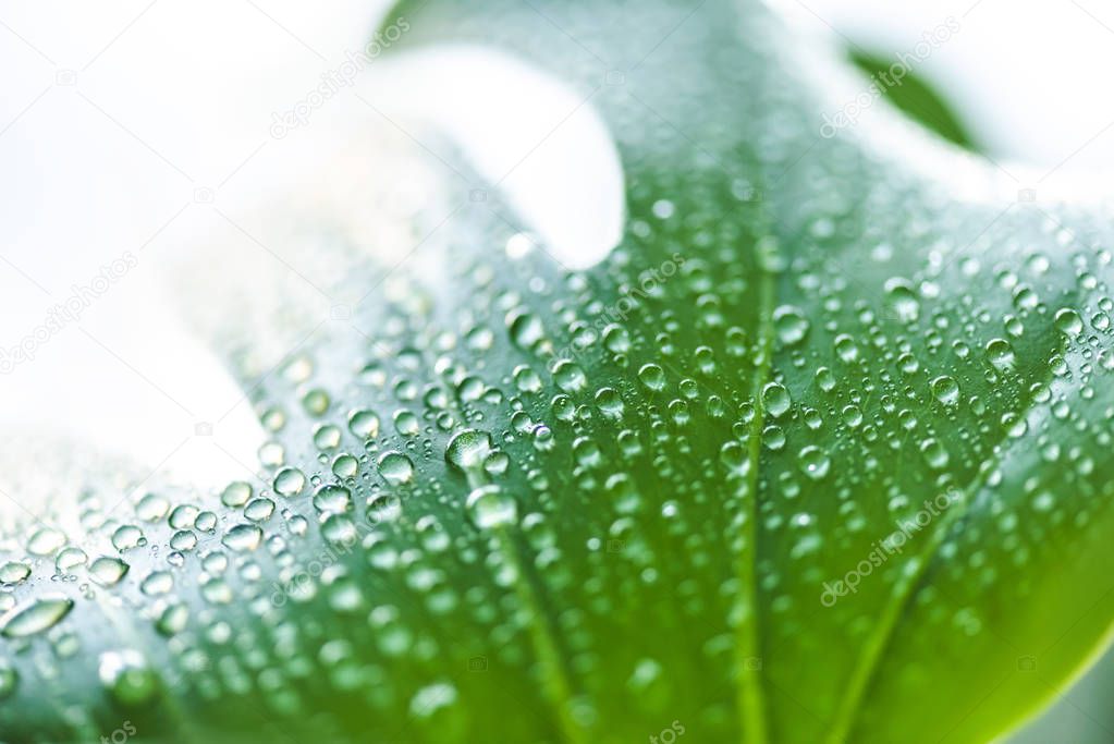 close up view of green leaf with water drops on blurred background 