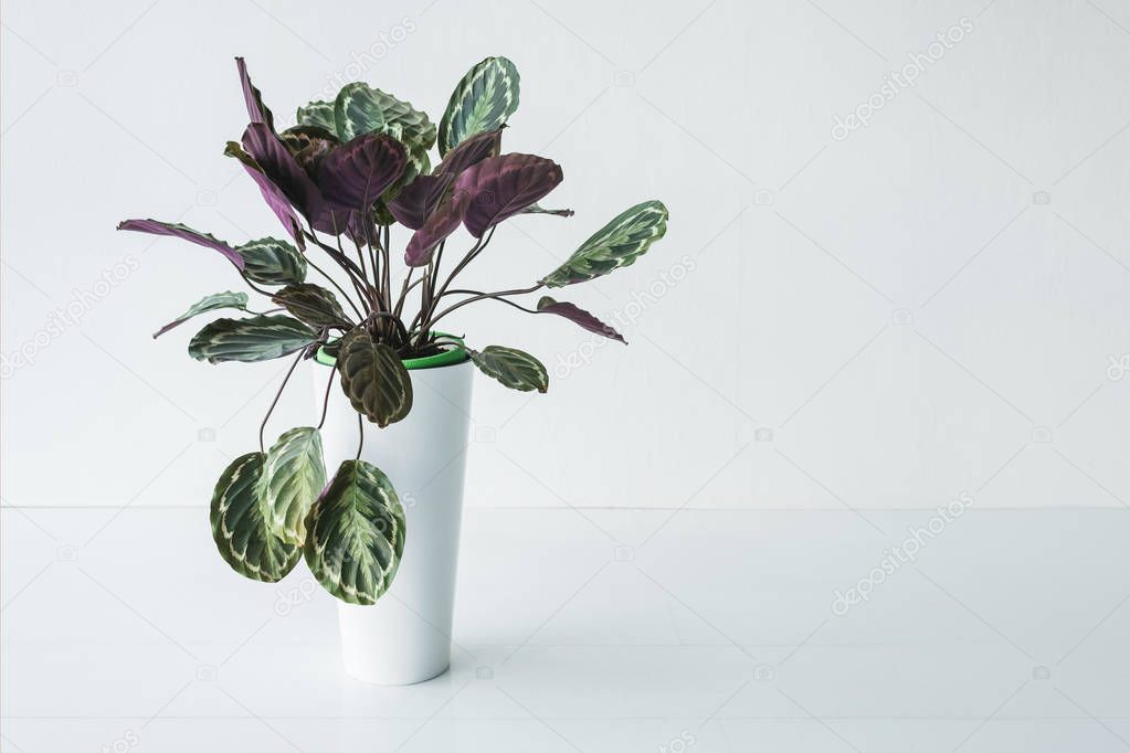 Calathea in pot with colorful leaves isolated on grey background