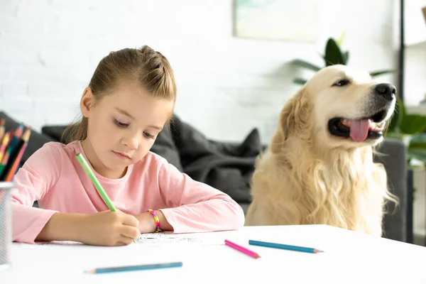 Retrato Niño Lindo Dibujo Con Lápices Con Perro Recuperador Oro —  Fotos de Stock