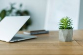 laptop a zelených rostlin na dřevěný stůl v kanceláři