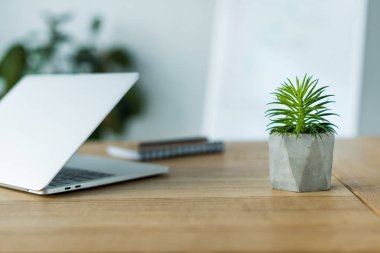laptop and green plant on wooden table in office clipart