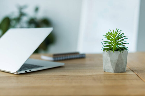 laptop and green plant on wooden table in office