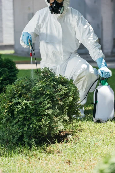 Imagen Recortada Del Trabajador Control Plagas Rociando Pesticidas Los Arbustos —  Fotos de Stock