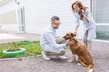 two vets palming dog on yard at veterinary clinic clipart