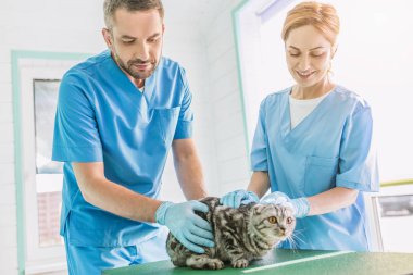 iki veterinerler hayvan hastalıklarıyla ilgili klinik, masada Britanya ile ilgili stenografi kedi holding