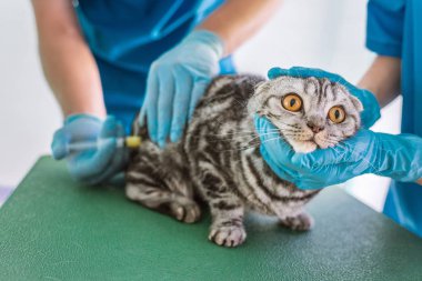 iki veteriner kliniğinde Britanya ile ilgili stenografi kedi için enjeksiyon yapma resim kırpılmış