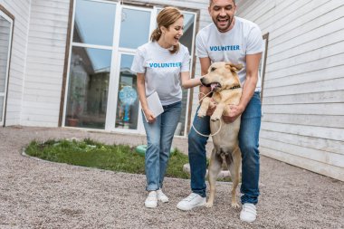iki gönüllü hayvan sığınak labrador ile eğleniyor