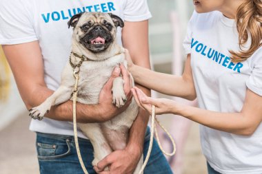 cropped image of two volunteers of animals shelter holding pug dog clipart