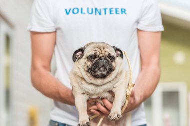 pug köpek tutarak hayvan sığınak gönüllü kırpılmış görüntü