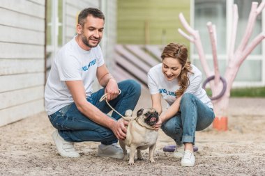 two volunteers of animals shelter palming pug dog on yard clipart