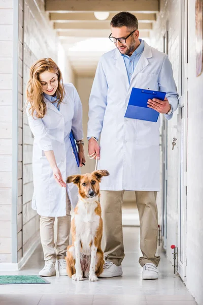 Δύο Κτηνιάτρους Στέκεται Σκύλο Στον Διάδρομο Από Κτηνιατρική Κλινική — Φωτογραφία Αρχείου