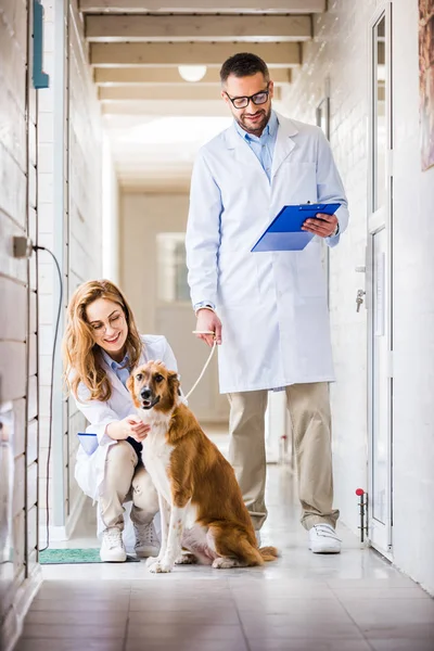 Dos Veterinarios Con Perro Clínica Veterinaria — Foto de Stock