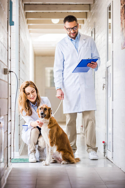 two veterinarians with dog at veterinary clinic