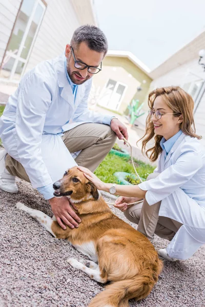 两个微笑兽医手掌狗在院子里的兽医诊所 — 图库照片