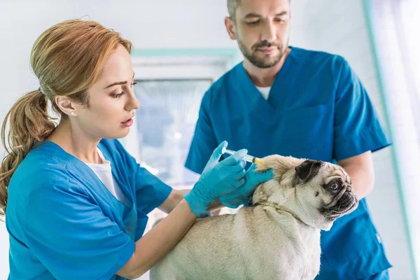 Dois Veterinários Que Fazem Vacinação Cão Pug Clínica Veterinária — Fotografia de Stock