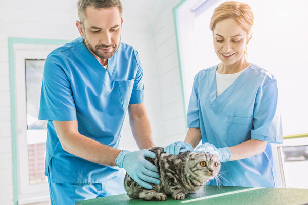 two veterinarians holding british shorthair cat on table at veterinary clinic