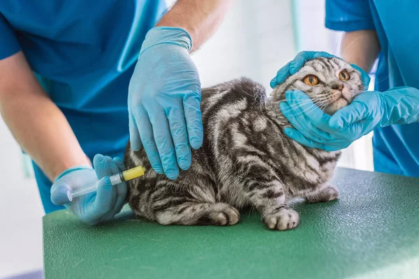 两名兽医在临床上对英国短毛猫猫进行疫苗接种的图像 — 图库照片