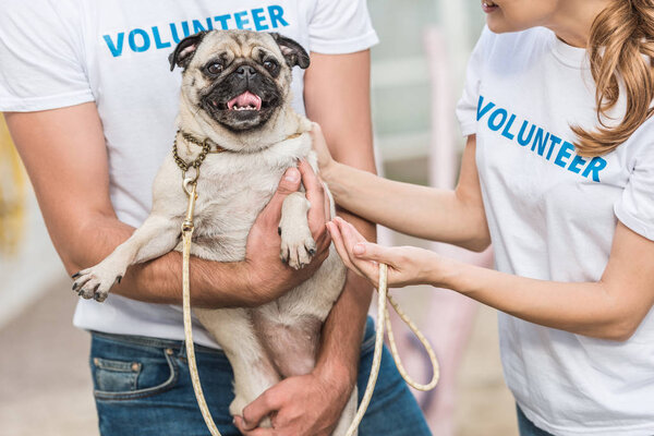 cropped image of two volunteers of animals shelter holding pug dog