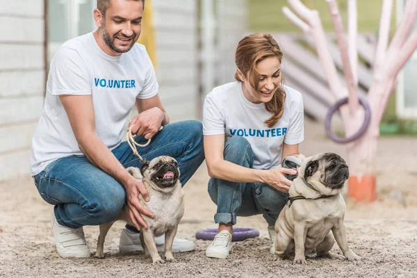 Two Volunteers Animals Shelter Palming Pug Dogs — Stock Photo, Image