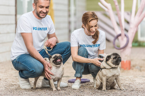 two volunteers of animals shelter palming pug dogs 