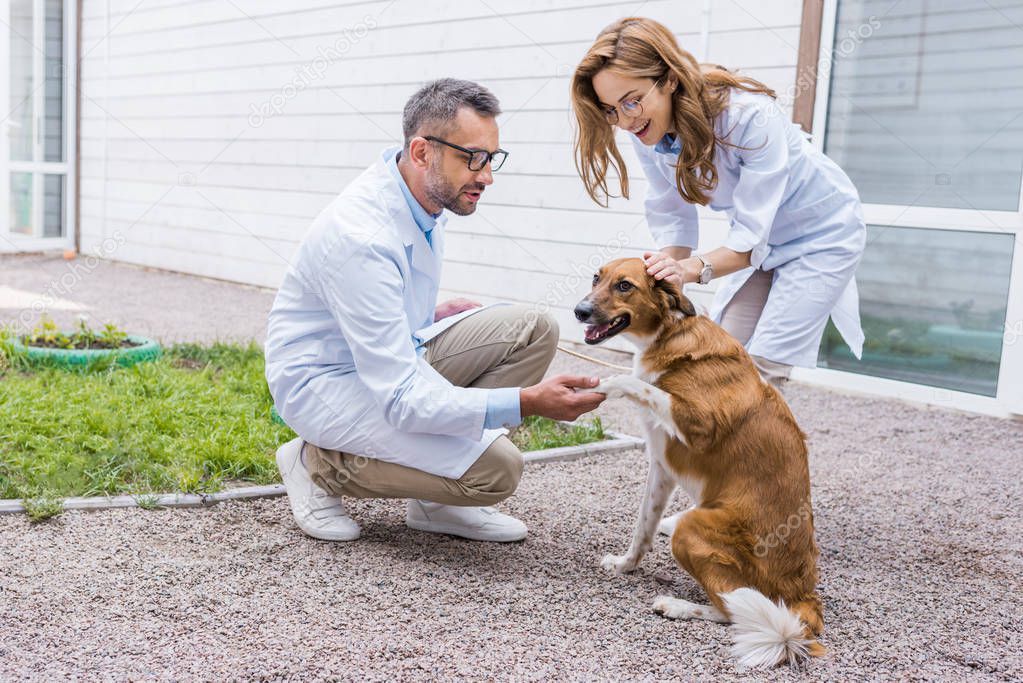 female and male veterinarians palming dog on yard at veterinary clinic
